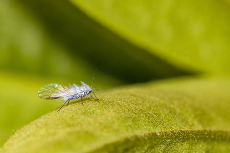 The woolly apple aphid, aphid wolly or American blight is an aphid in the superfamily Aphidoidea. It...