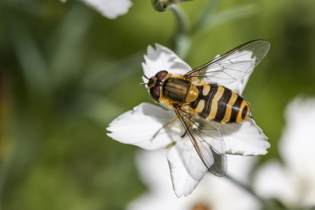 Yellow black lined gold flying hoverfly flying in the air