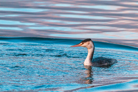 Great crested grebe bird swimming on a calm water under a cold weatherの写真素材