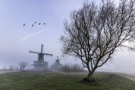 A big tree in front the sawmill in the foggy morning at Zaanse Schan, nearby Amsterdam, Netherlandsの写真素材