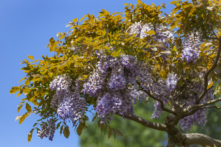 Wisteria blossoms flowers blooming under a sunny blue spring skyの写真素材