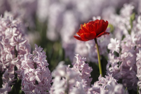 Red tulip stands out from the hyacinths flowers fields to get all the sunset lights at Lisse,...