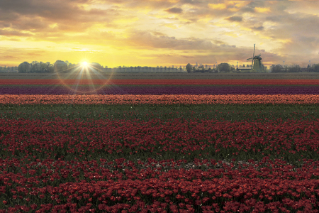 Endless vivid tulip build farms blooming in the spring time during the beautiful cloudy sunset at Lisse, Netherlandsの写真素材