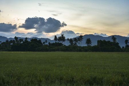 Sunrise in the early morning on the Malaysian paddy fields at the end of the season waiting for harvestの写真素材
