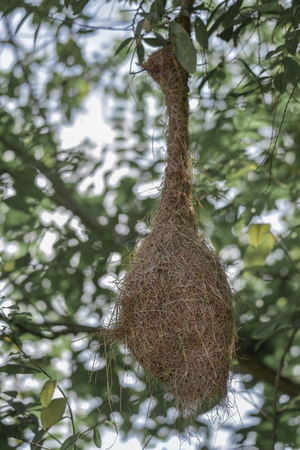 Closeup on a bird nest hanging on the tree against a green leafs backgroundの写真素材
