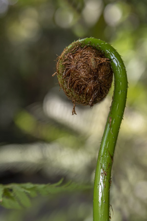 Young fern leafs rolled in round shape covered with wet and dead fur in rain forest, tropical forest of Malaysiaの写真素材