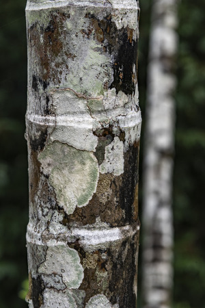 Closeup of the Penang's tree trunk looks alike a coconut and bamboo trunk in terms of size and shape found only on Malaysian Penang islandの写真素材