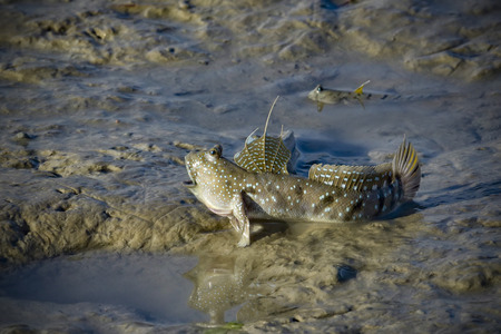 Mud-skippers guarding and fighting for their territory in the wet and low tide of the mangrove tree area in Malaysiaの写真素材