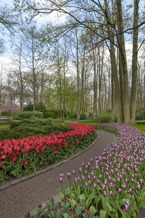 Pure red and pink white color tulips blossom blooming under a very well maintained garden in spring timeの写真素材