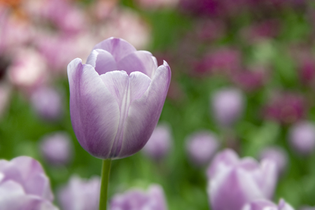 Close up of purple and white tulips blossom flower in the tulip fieldの写真素材