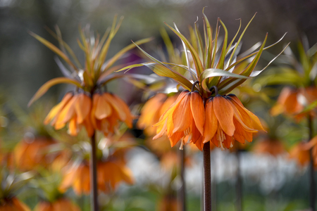 Orange Crown Imperial flowers against a blur flower background under a sunny day lightのeditorial素材