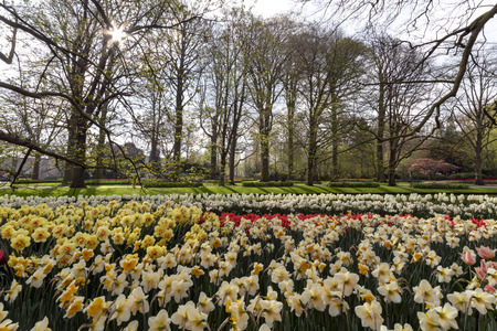Yellow Daffodil and multi color tulips blossom blooming under a very well maintained garden in spring timeの写真素材