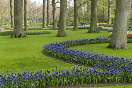 Blues flowers growing around trees and green grass in a well maintained spring garden in Netherlandsの写真素材