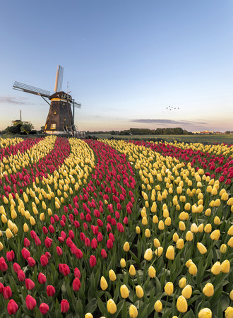 Duo color red and yellow tulips flowers blooming in curve shape against Dutch windmills during spring the riseの写真素材