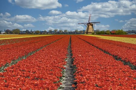Beautiful spring tulip bulbs farm at Keukenhof and Lisse Dutch city, one of the famous tourist spot of Netherlandsの写真素材