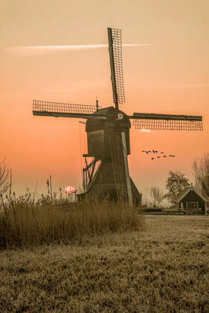 Geese flying on a typical Dutch rural landscape with windmill silhouettes at the early morning sunrise in Netherlandsの写真素材