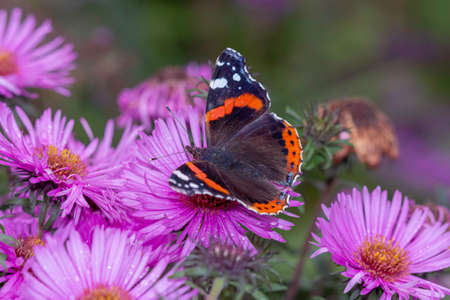 Red admiral, Vanessa Atalanta butterfly collecting pollen on pick color flower under a warm later summer lightの写真素材