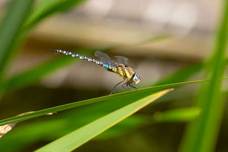 The blue dasher (Pachydiplax longipennis) dragonflyの写真素材