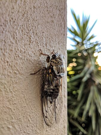 Cicada on gray concrete wall in Rhodos, Greece