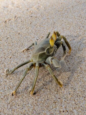 Close-up of a Crab on the beach in Seychelles.