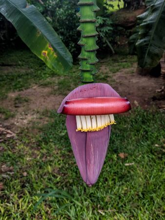Banana blossom close-up from a banana tree in Mahe, Seychelles.の写真素材
