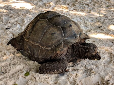 Aldabra tortoise on the beach on La Digue island, Seychelles