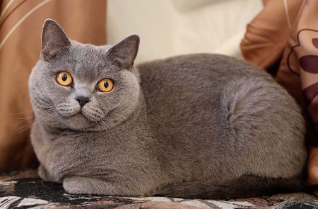 British cat looking around. Shorthair Cat with blue gray furの写真素材