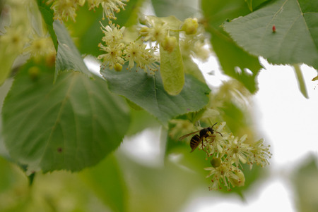Bee on a flower close up. Ð¡ollecting nectar