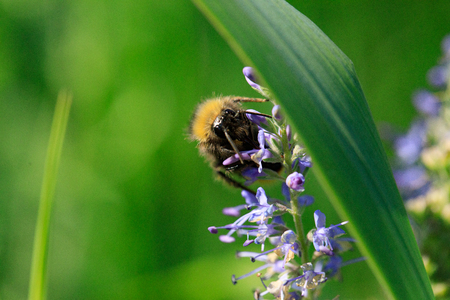 Bumble Bee on a flower close up. Ð¡ollecting nectar
