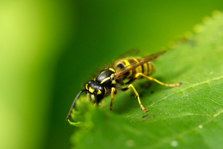Wasp on a leaf close up