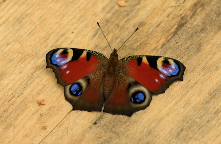 European peacock butterfly close upの写真素材