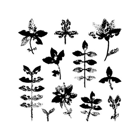 Collection of plant imprint. Black and white illustration with leaves and flowersのイラスト素材