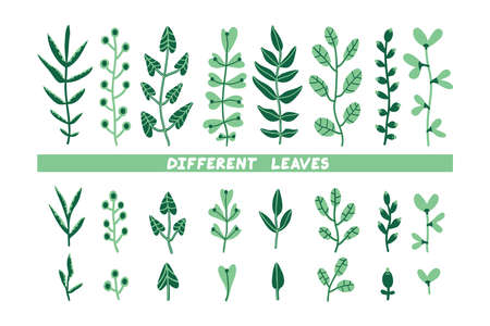 Different leaves illustration set. Collection of hand drawn plants. Bundle of branchesのイラスト素材