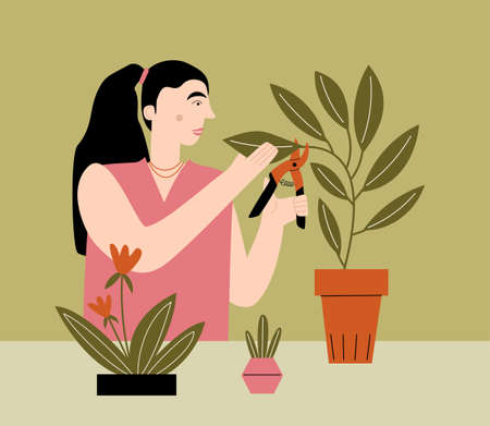 A person caring for home flowers. Vector flat illustration with woman pruning leaves of a houseplantのイラスト素材