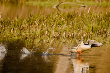 Olsztyn urban forest. Åyna River. Bird on the river.の写真素材