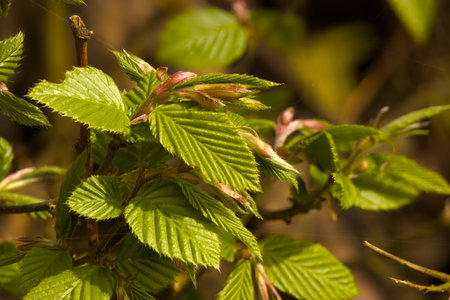 Olsztyn urban forest. Young trees.の写真素材