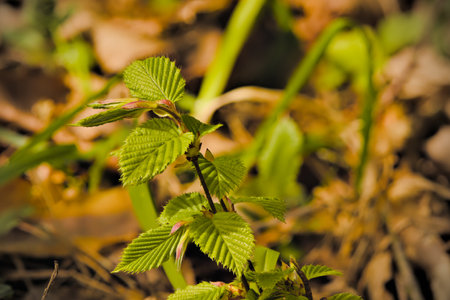 Olsztyn urban forest. Young trees.の写真素材