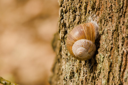 Olsztyn urban forest. Snail on a tree.の写真素材