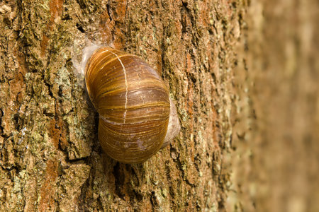 Olsztyn urban forest. Snail on a tree.の写真素材