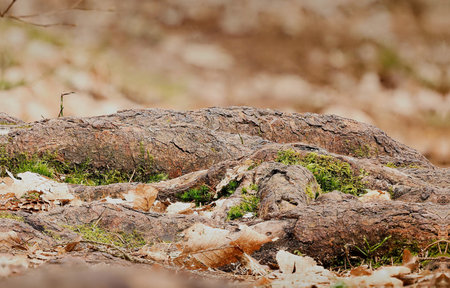 OlsztyÅski las miejski. Korzenie drzewa.の写真素材