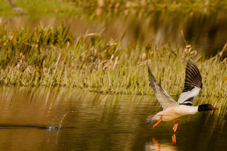 Olsztyn urban forest. Åyna River. Bird on the river.の写真素材
