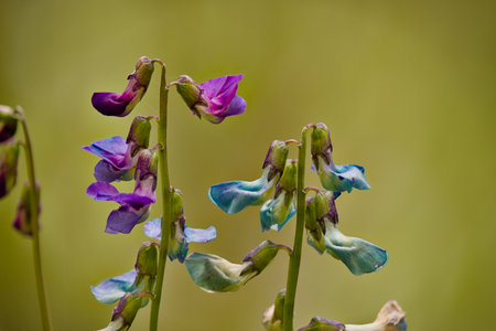Olsztyn urban forest. Flowering peas.の写真素材