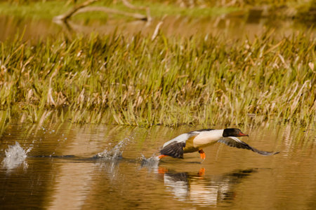 Olsztyn urban forest. Åyna River. Bird on the river.の写真素材