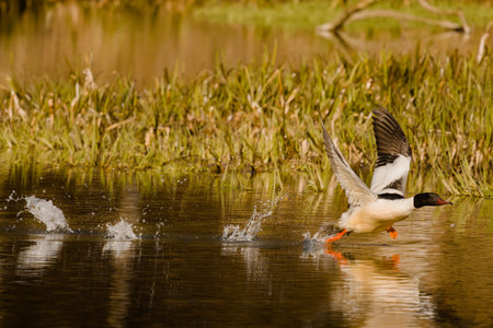 Olsztyn urban forest. Åyna River. Bird on the river.の写真素材