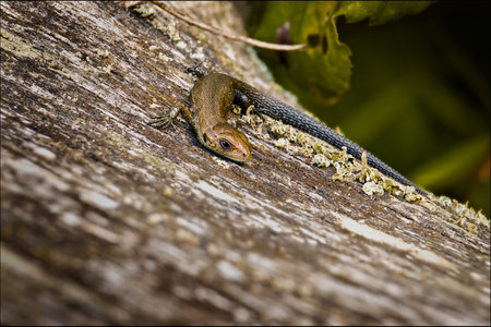 Olsztyn city forest. Lizard on a tree trunk.の写真素材