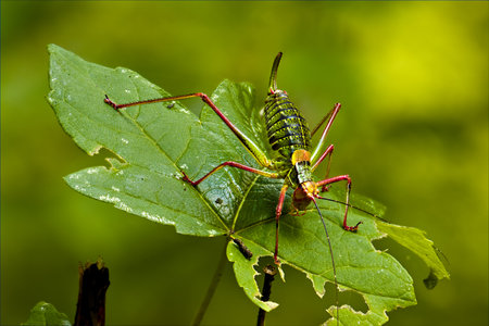 Olsztyn city forest. Insect on a leaf.の写真素材