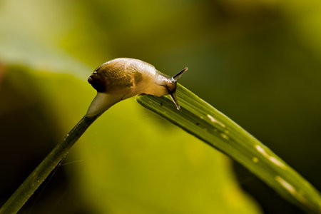 Olsztyn city forest. Snail on the grass.の写真素材
