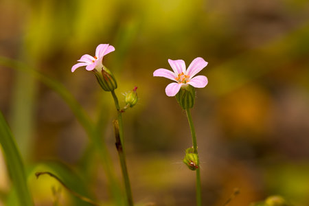 Blooming flowers.の写真素材