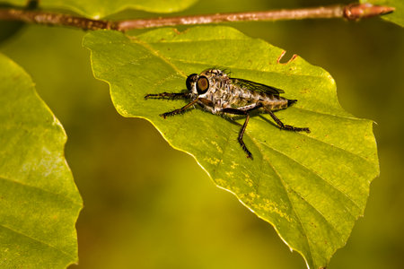 Olsztyn city forest. Insect on a leaf.の写真素材