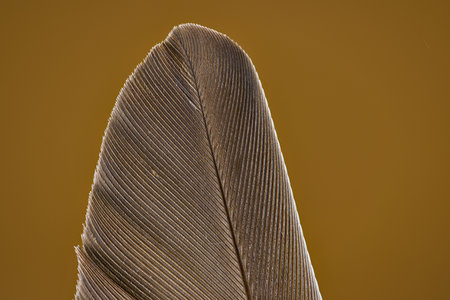 Souvenirs from walks around the area.の写真素材